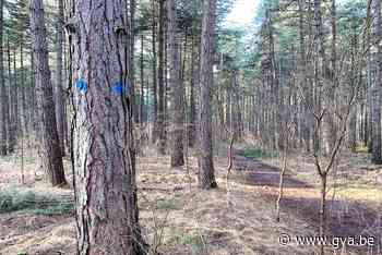 Nieuwe Gemeentebossen worden uitgedund (Kalmthout) - Gazet van Antwerpen
