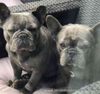 Can you help to find Coco and Chanelle, French Bulldogs stolen from Blackburn?