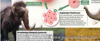 Ressusciter le mammouth