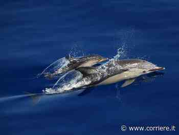 One Ocean Foundation lancia il primo «blue rating» internazionale per tutelare gli oceani - Corriere della Sera