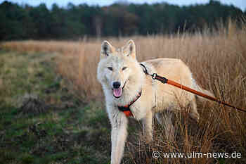 Leinenpflicht: Notwendig oder doch nur Schikane?