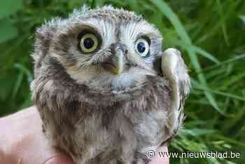 Recordaantal broedgevallen in nestkasten van steenuil in regio Tielt