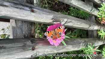 Leserfotowettbewerb 40/20212: Der besondere Blick auf Augsburg - Augsburger Allgemeine