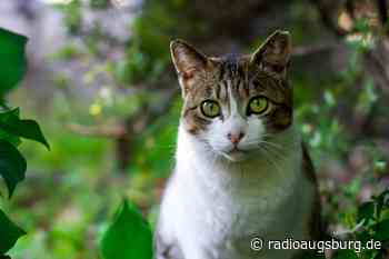 Unbekannter schießt auf Katze - Radio Augsburg
