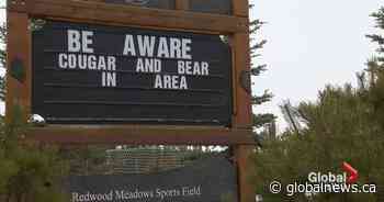 Stern warning for Redwood Meadows residents after reported bear, cougar sightings - Calgary | Globalnews.ca - Global News