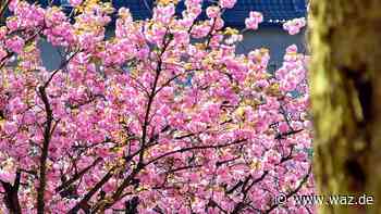 Warum die Stadt drei Zierkirschen in Witten fällen lässt - Westdeutsche Allgemeine Zeitung