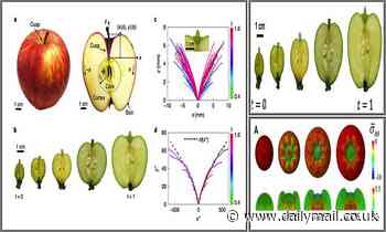 Apples: Mathematical analysis reveals how the apple gets its shape