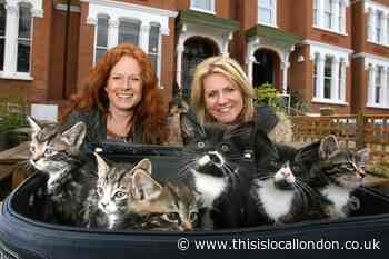 Remembering when six kittens abandoned outside East London hotel