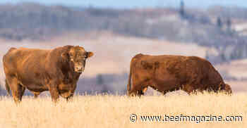 Culling bulls now can save $600 in feed costs