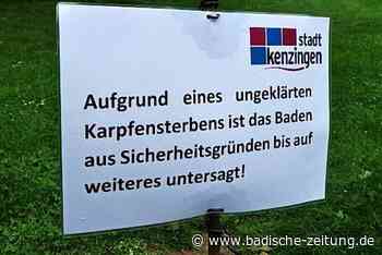 Im Kenzinger Nachtallmendsee darf wieder gebadet werden - Kenzingen - Badische Zeitung - Badische Zeitung