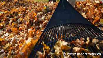 Volunteering on the rise? Town of Tecumseh seeks snow and leaf angels - AM800 (iHeartRadio)