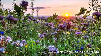 Sieger gekürt: Die schönsten Fotos aus Nagold