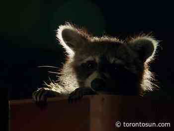 Raccoons scarf down free meal left on Toronto porch by Door Dash - Toronto Sun