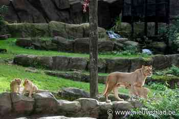 Leeuwen moeten bungeejumpen voor hun eten in de Antwerpse Zoo
