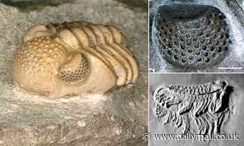 X-rays of 390-million-year-old trilobite fossil show it had hundreds of tiny eyes inside each eye