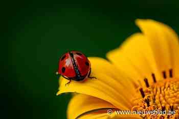 Gezinsbondafdelingen bieden Insectensafari in Kortenaken en Geetbets