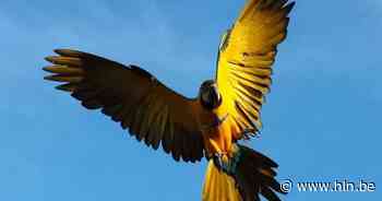 Jager die papegaai Rambo doodschoot riskeert 4.000 euro boete - Het Laatste Nieuws