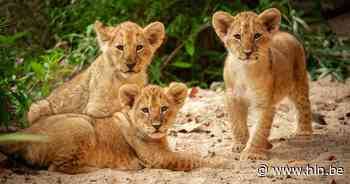 Leeuwenwelpjes in ZOO Antwerpen krijgen geboortecadeau van burgemeester: “Wat ongewoon geschenk, maar de dieren zijn er dol op” - Het Laatste Nieuws