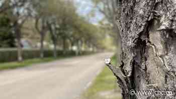 Saskatoon city councillors look into scrapping special handling fee for elm logs