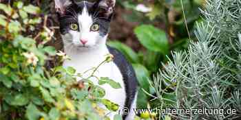 Fütterverbot: Streunende Katzen kosten Stadtlohn 25.000 Euro im Jahr - Halterner Zeitung