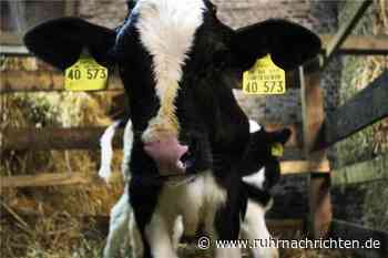 Medizin fürs kranke Kalb – Landwirt aus Stadtlohn landet vor Gericht | Stadtlohn - Ruhr Nachrichten