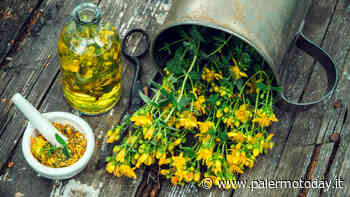 Erba di San Giovanni cicatrizzante ed emolliente: come curare la pelle con l'olio di iperico - PalermoToday