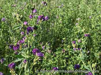 Harmony® 50 SX®: il pilastro per i diserbi di erba medica e soia - Agronotizie