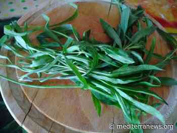 Frittata al forno con silene, l'erba della luna - Mediterranews