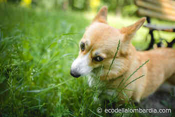 Il mio cane mangia erba, è normale? Ha qualche patologia? La risposta degli esperti - Eco della Lombardia