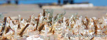 Animals That Take Advice From Bacteria