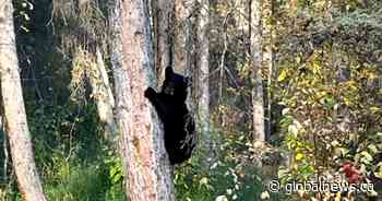Bear cub euthanized after wandering onto Calgary-area ranch