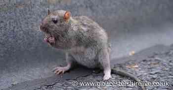 Rat the size of a cat found in toilet terrifies Gloucester pensioner - Gloucestershire Live