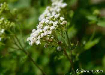 White snakeroot is pretty but deadly | Gloucester County Nature Club - nj.com