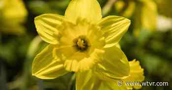 Gloucester Daffodil Festival 'In Full Bloom' will celebrate history with 2022 return - wtvr.com