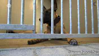 De 'dierenpolitie' van Dendermonde gaat de strijd aan met verwaarlozers en mishandelaars - TV Oost