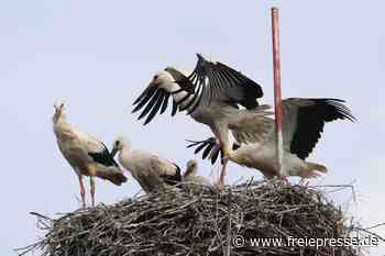 Rekord: Ein Nest - fünf Störche - Freie Presse