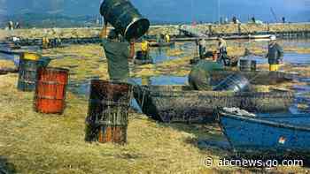 California spill came 52 years after historic oil disaster