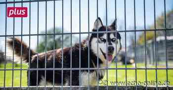 Tierheim-Hunde: Heppenheim gegen Steuerbefreiung - Echo Online