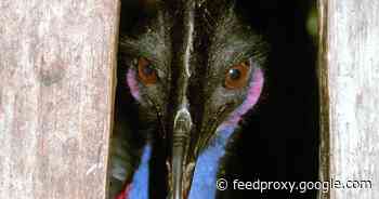 Ancient people may have raised flightless birds that can 'slice open any predator'     - CNET