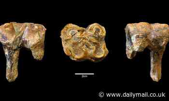 Giant three tonne HIPPOS roamed Britain one million years ago