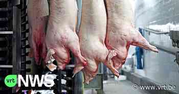 Drie mannen betrapt op diefstal van varkenskarkassen in Bornem - VRT NWS
