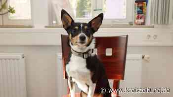 Was kosten Bello und Co. künftig in Sulingen? - kreiszeitung.de