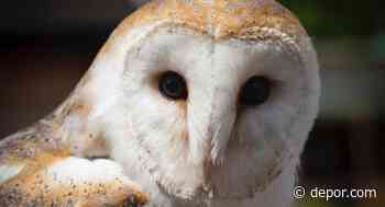 Coro de iglesia le canta a lechuza para asustarla y el animal se pone a bailar en divertido video viral - Diario Depor