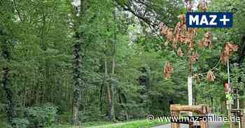 Kleinmachnow: Jungbäume am Zehlendorfer Damm von Schädling befallen - Märkische Allgemeine Zeitung