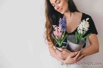 Jardins: c’est le moment de planter les fleurs à bulbe