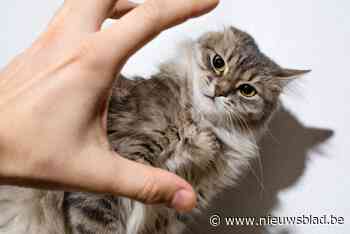 Zwaargewond katje gevonden in Hoepertingen: onderzoek naar mishandeling