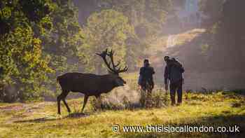 Keep distance from deer urges London Royal Parks