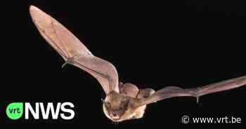 Vleermuizenprobleem in museum Slag der Zilveren Helmen in Halen: "Ze doen het alarm afgaan" - VRT NWS