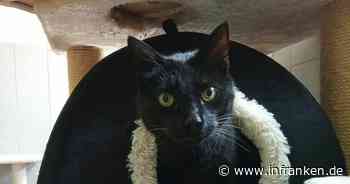 Tierheim Bamberg: Frauchen musste Sorgen-Kater Speedy abgeben