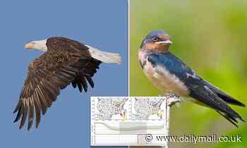 Birds have moved closer to human-inhabited areas like highways and airports during the pandemic 